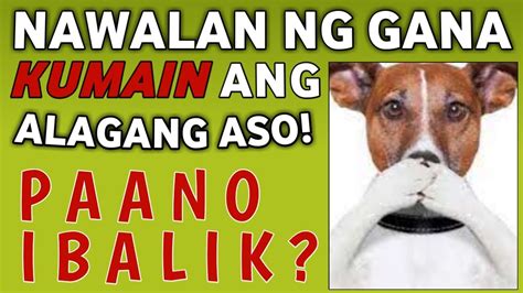 kinantot ang aso|NABUNTIS NG ASO .